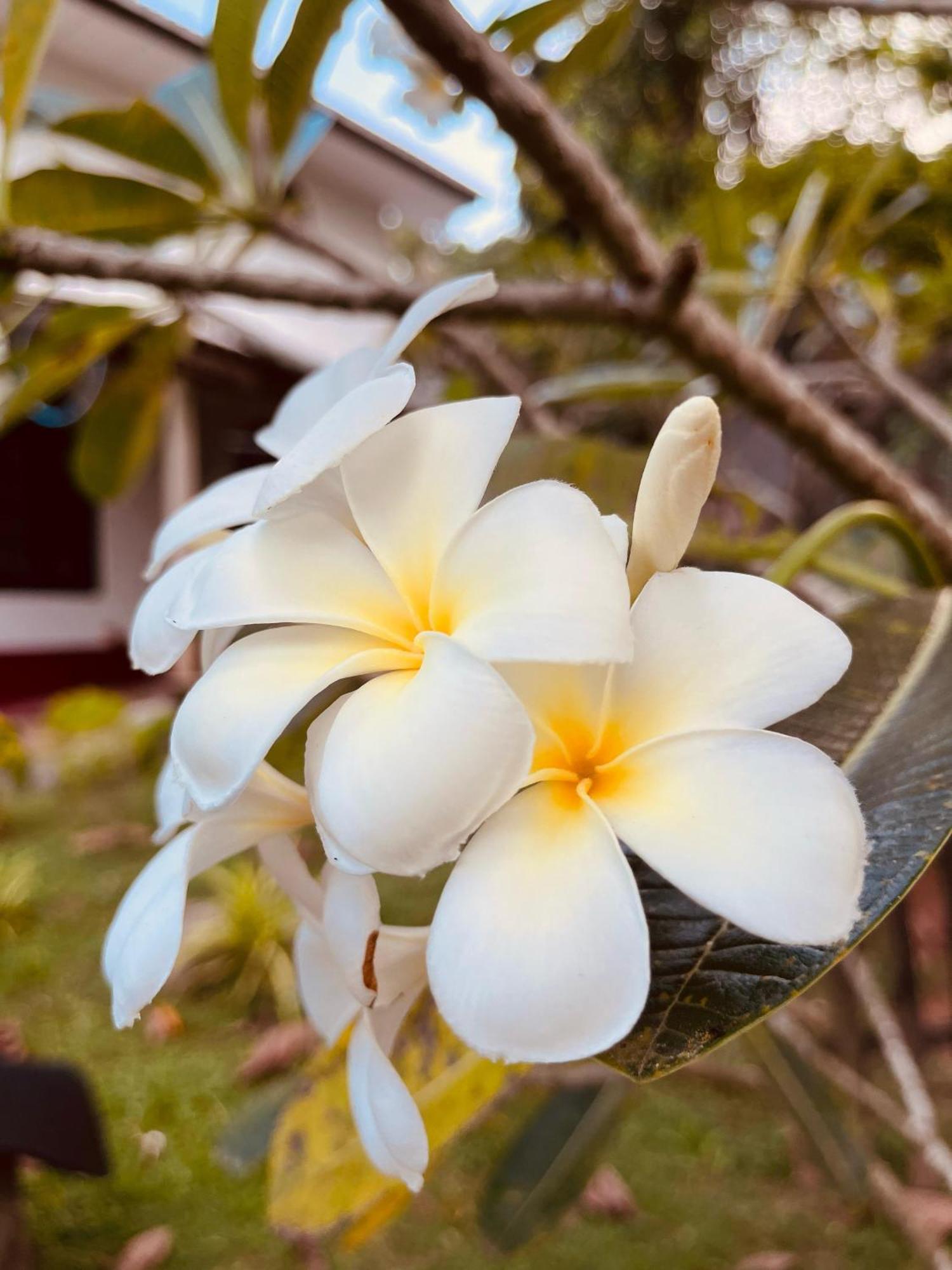 Unawatuna White Villa Kültér fotó